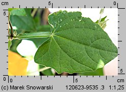 Thunbergia alata (tunbergia oskrzydlona)