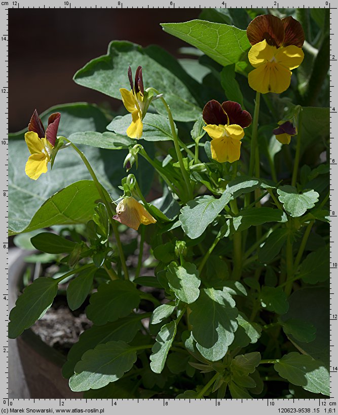 Viola ×williamsii (fiołek Williamsa)