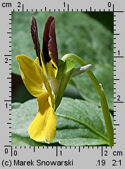 Viola ×williamsii (fiołek Williamsa)