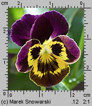 Viola ×williamsii (fiołek Williamsa)