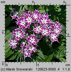 Phlox drummondii (floks Drummonda)