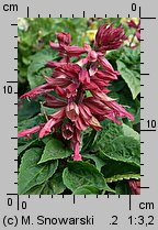 Salvia splendens (szałwia błyszcząca)