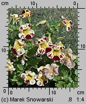 Mimulus ×hybridus (kroplik tygrysi)