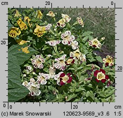 Mimulus ×hybridus (kroplik tygrysi)