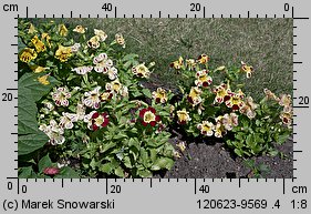 Mimulus ×hybridus (kroplik tygrysi)