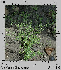 Arenaria serpyllifolia ssp. serpyllifolia (piaskowiec macierzankowy typowy)