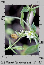 Arenaria serpyllifolia ssp. serpyllifolia (piaskowiec macierzankowy typowy)