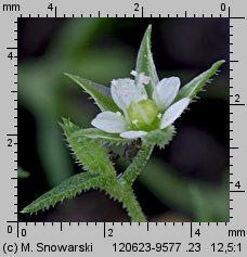 Arenaria serpyllifolia ssp. serpyllifolia (piaskowiec macierzankowy typowy)