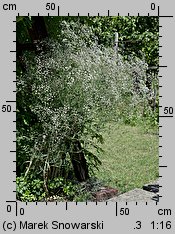 Gypsophila paniculata (łyszczec wiechowaty)