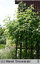 Campsis radicans (milin amerykański)