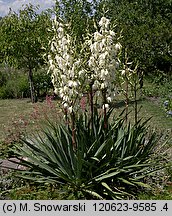 Yucca filamentosa (jukka karolińska)