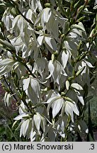 Yucca filamentosa (jukka karolińska)