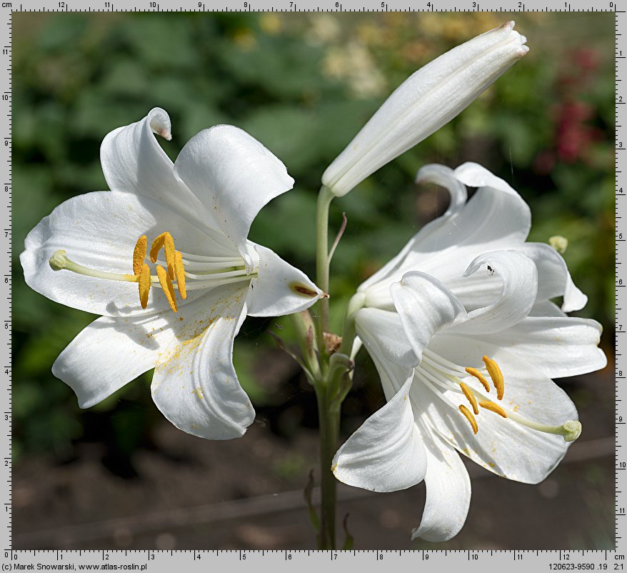 Lilium candidum (lilia biała)