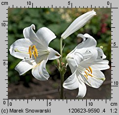 Lilium candidum (lilia biała)