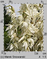 Yucca filamentosa (jukka karolińska)