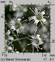 Gypsophila paniculata (łyszczec wiechowaty)