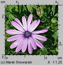 Osteospermum ecklonis (osteospermum)