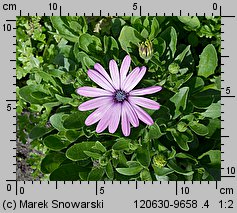 Osteospermum ecklonis (osteospermum)