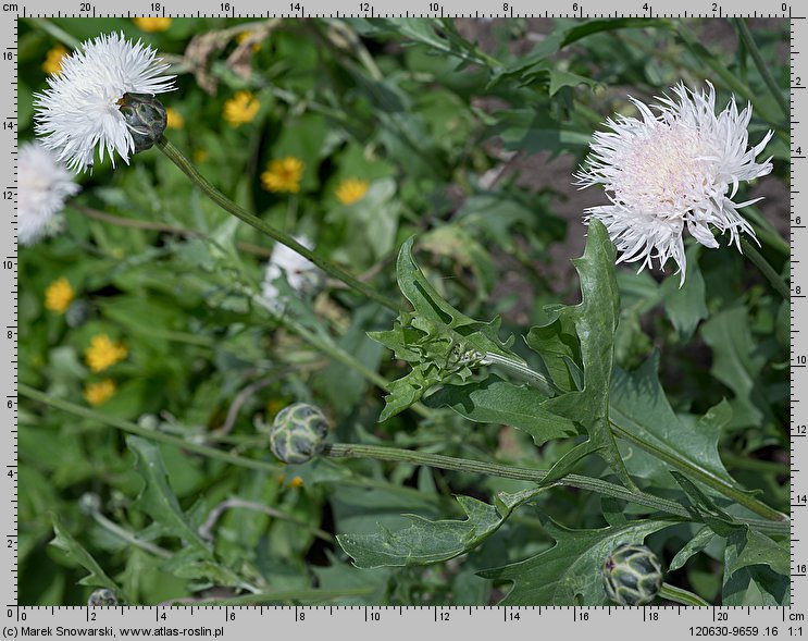 Amberboa moschata (chaber piżmowy)