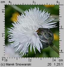 Amberboa moschata (chaber piżmowy)