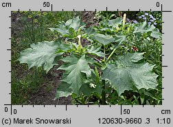 Datura stramonium (bieluń dziędzierzawa)