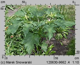 Datura stramonium (bieluń dziędzierzawa)