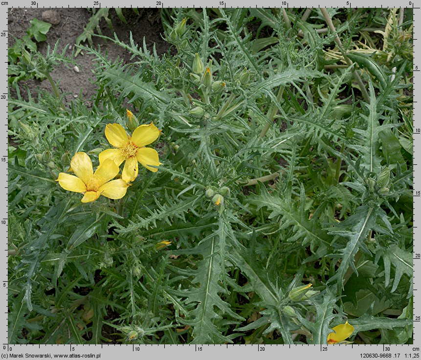 Mentzelia lindleyi (bartonia żółta)