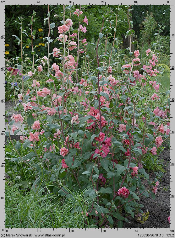 Clarkia unguiculata (dzierotka wytworna)