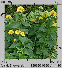 Heliopsis scabra (skwarota szorstka)