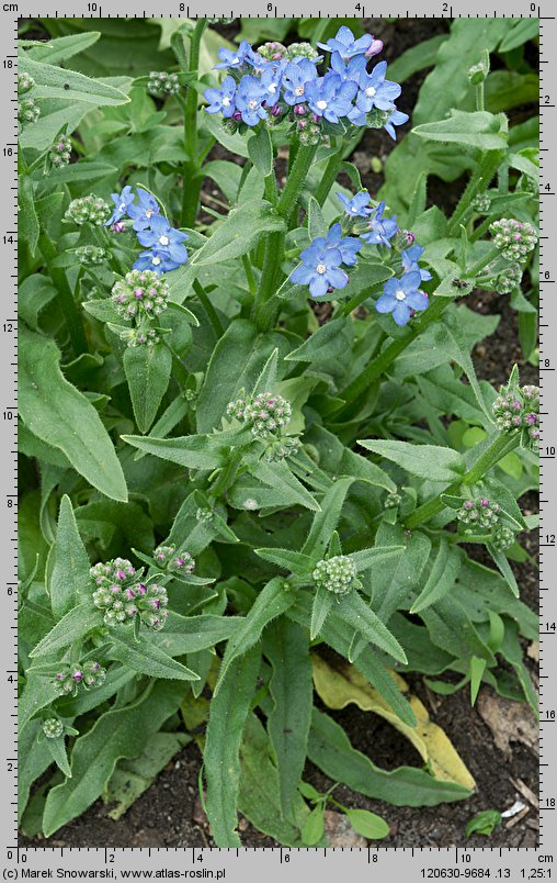 Anchusa capensis (farbownik przylądkowy)