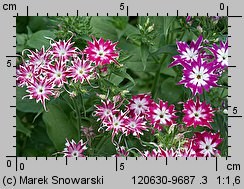 Phlox drummondii (floks Drummonda)