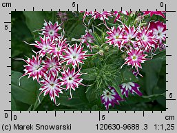 Phlox drummondii (floks Drummonda)