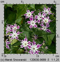 Phlox drummondii (floks Drummonda)