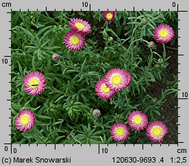 Rhodanthe chlorocephala ssp. rosea (suchlin różowy)