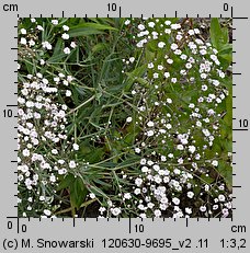 Gypsophila paniculata (łyszczec wiechowaty)