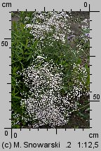 Gypsophila paniculata (łyszczec wiechowaty)