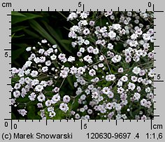 Gypsophila paniculata (łyszczec wiechowaty)