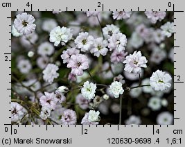 Gypsophila paniculata (łyszczec wiechowaty)