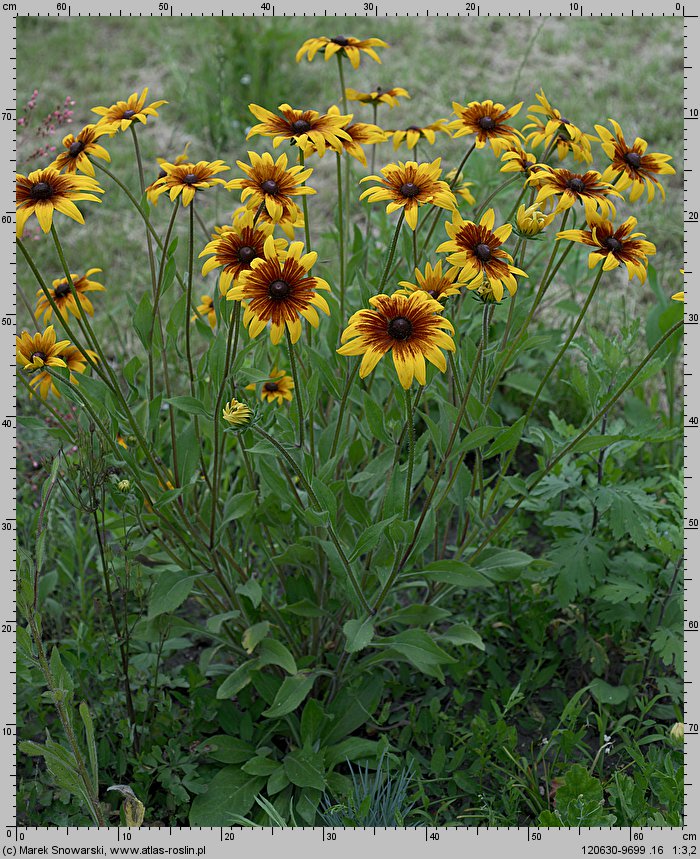 Rudbeckia hirta (rudbekia owłosiona)