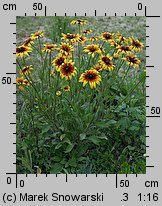 Rudbeckia hirta (rudbekia owłosiona)