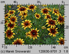 Rudbeckia hirta (rudbekia owłosiona)