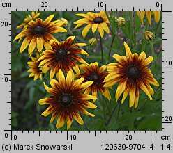 Rudbeckia hirta (rudbekia owłosiona)