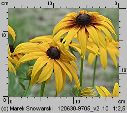 Rudbeckia hirta (rudbekia owłosiona)