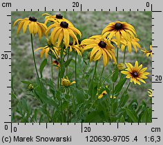 Rudbeckia hirta (rudbekia owłosiona)