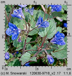 Phacelia campanularia (facelia dzwonkowata)