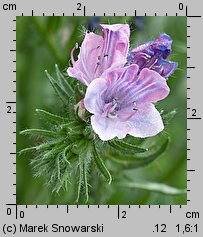 Echium plantagineum (żmijowiec babkowaty)