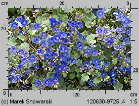 Phacelia campanularia (facelia dzwonkowata)