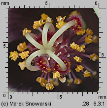 Hibiscus trionum (ketmia południowa)