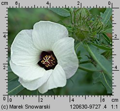 Hibiscus trionum (ketmia południowa)