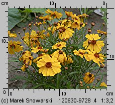 Coreopsis tinctoria (nachyłek barwierski)